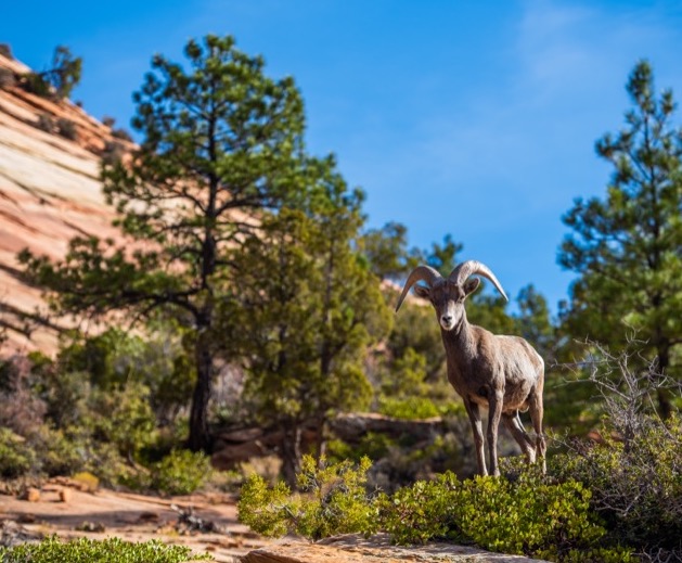 Ram standing next to a group of trees