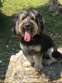 a photo of a Paws to Read dog named Ollie