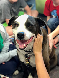 a photo of a Paws to Read dog named Avalanche