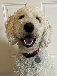 a photo of a Paws to Read dog named Beau