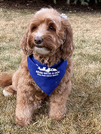 a photo of a Paws to Read dog named Bella