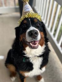 a photo of a Paws to Read dog named Bella