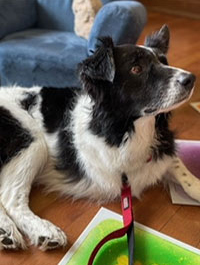 a photo of a Paws to Read dog named Billy