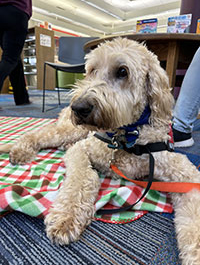 a photo of a Paws to Read dog named Butterscotch