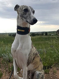 a photo of a Paws to Read dog named Davy