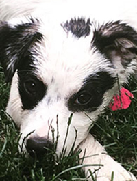 a photo of a Paws to Read dog named Frida