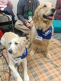 a photo of two Paws to Read dogs named Hope and Grace