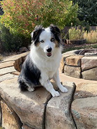 a photo of a Paws to Read dog named Jasper