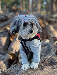 a photo of a Paws to Read dog named Kiwi