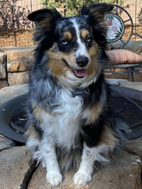 a photo of a Paws to Read dog named Lambeau