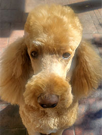 a photo of a Paws to Read dog named Larry