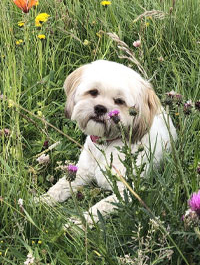 a photo of a Paws to Read dog named Livvy