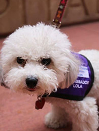 a photo of a Paws to Read dog named Lola