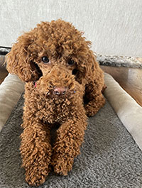 a photo of a Paws to Read dog named Maverick