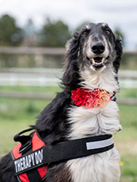 a photo of a Paws to Read dog named Ndora