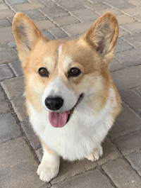 a photo of a Paws to Read dog named Ricky