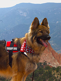 a photo of a Paws to Read dog named Sansa