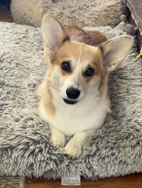 a photo of a Paws to Read dog named Shimmer