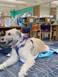 a photo of a Paws to Read dog named Stryder