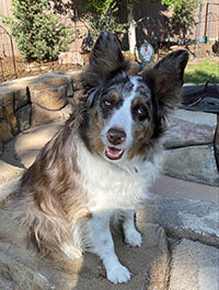 a photo of a Paws to Read dog named Toby