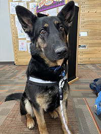 a photo of a Paws to Read dog named Xena