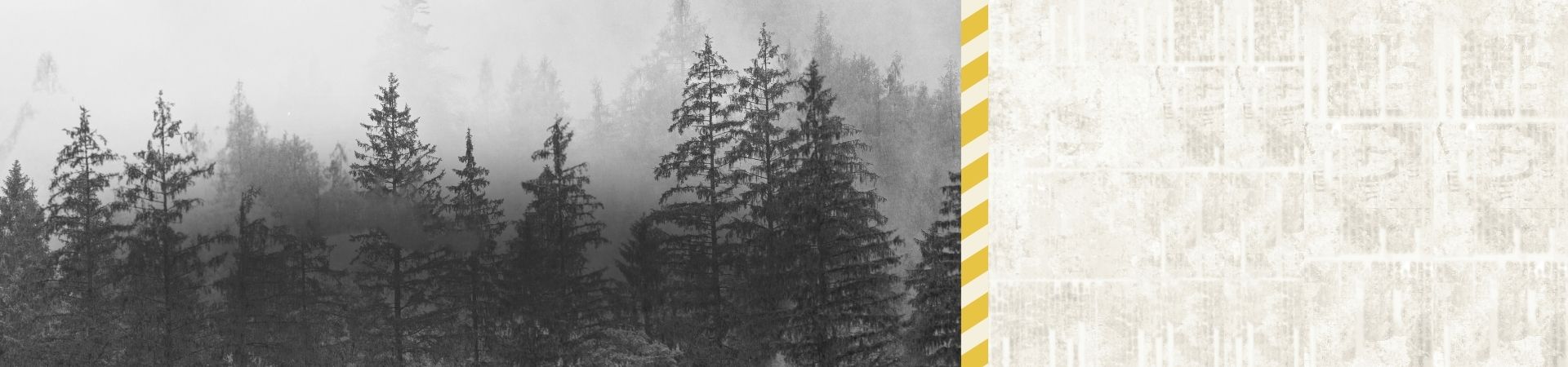 A wintery landscape of pine threes and fog