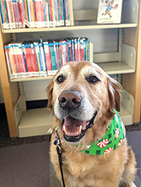 A happy golden retriever named miss Bernie smiling
