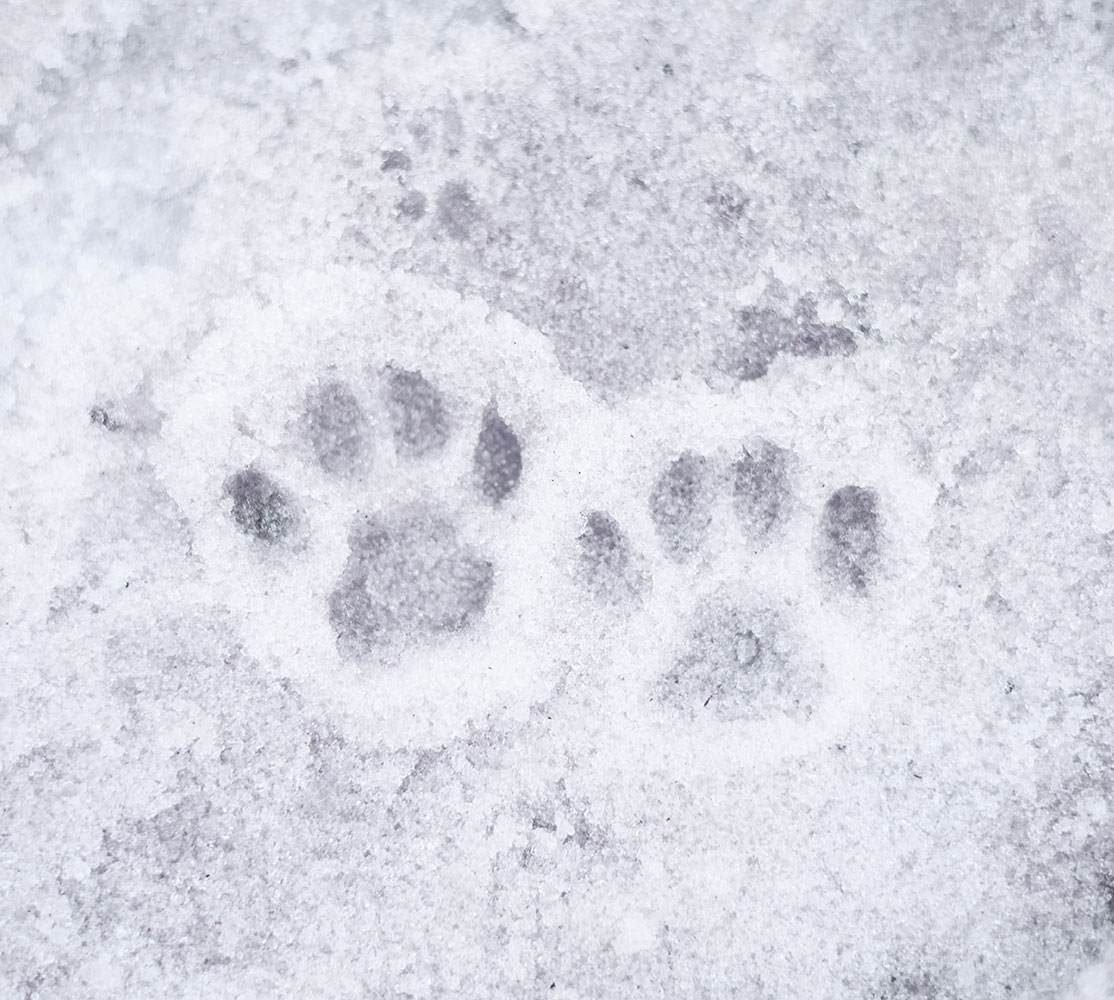 Cat tracks in the snow