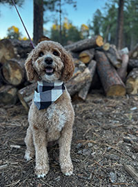 Nola Joy is a Paws to Read dog. She is a golden doodle sitting next to a pile of wood.