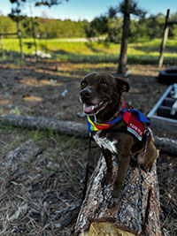 Paws to Read dog Penny Lane, a black and white mixed breed, is sitting on a log.