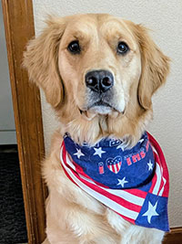 a photo of Paws to Read dog, Vivi, a golden retriever