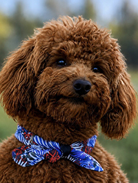 Mango, the dog