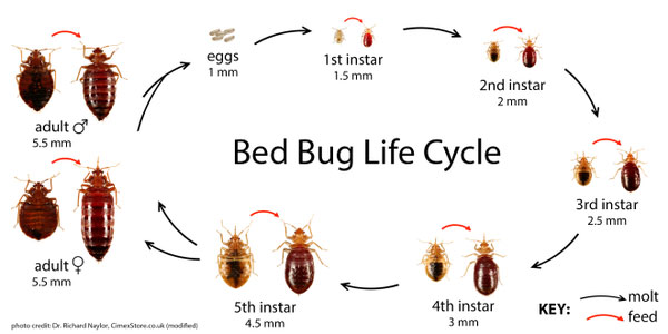 Bed Bug Faq And Guidelines Ppld Org