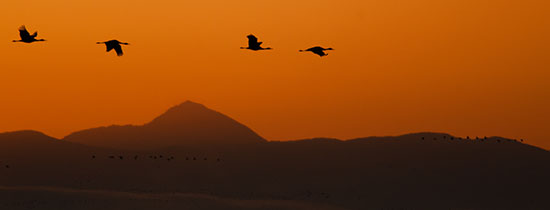 sunrise cranes