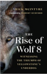 The Rise of Wolf 8: Witnessing the Triumph of Yellowstone's Underdog 