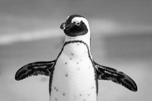 STEM TAKE AND MAKE: Penguin Science